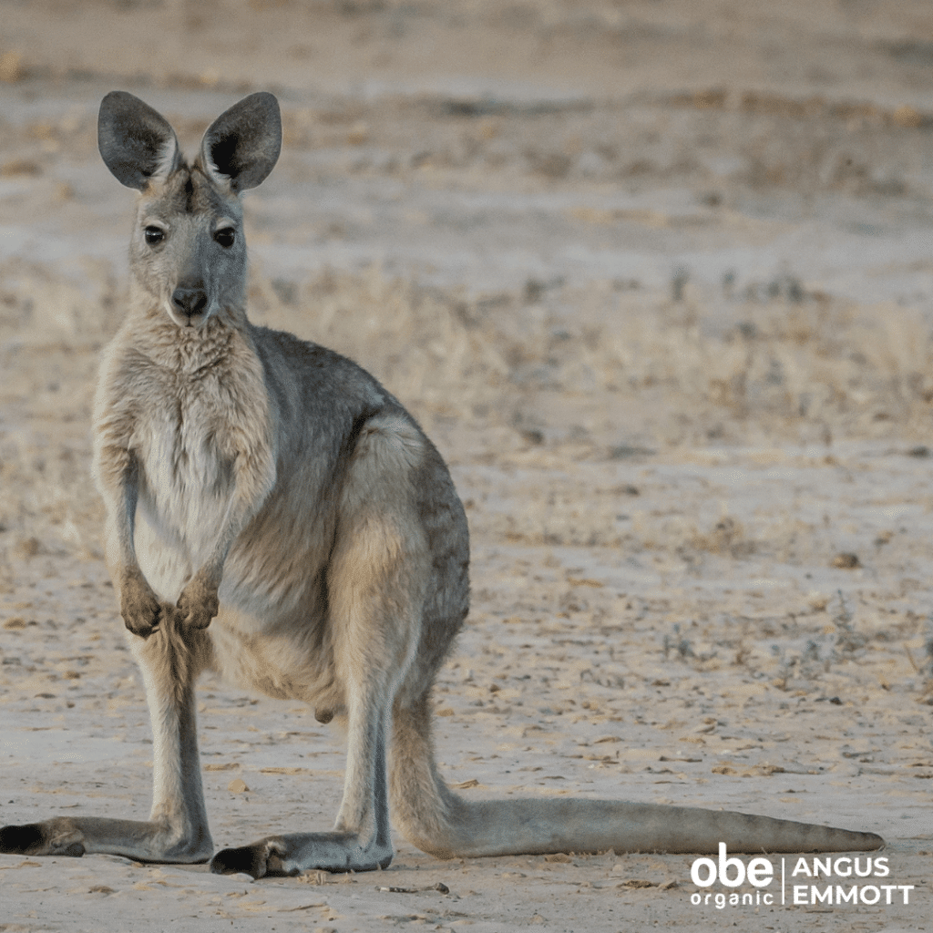 Wallaroo | OBE Organic Australia